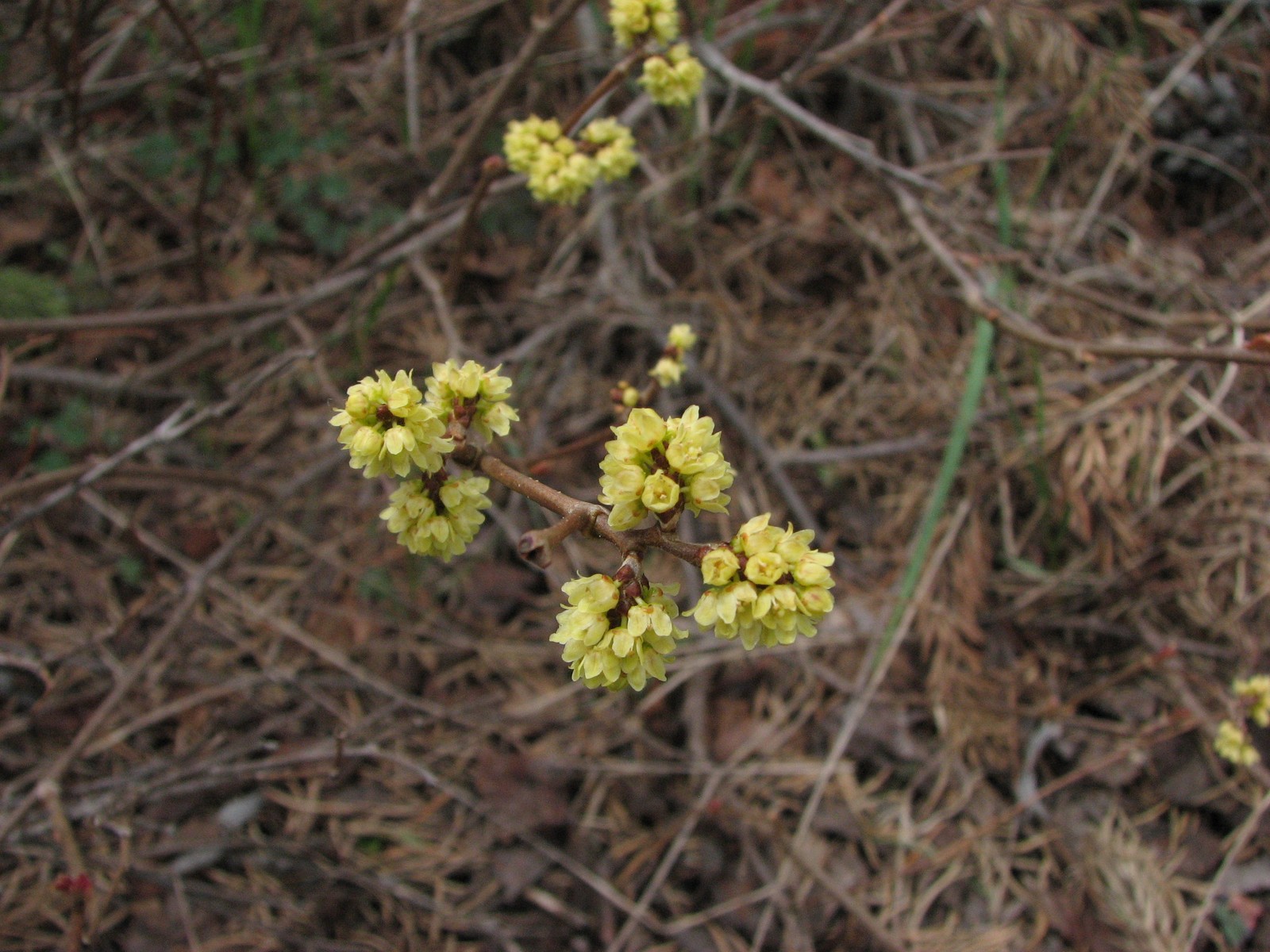 20080525130863 Fragrant Sumac (Rhus aromatica)- Misery Bay.JPG